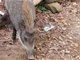 深圳一景区野猪被打卡游客投喂成网红猪